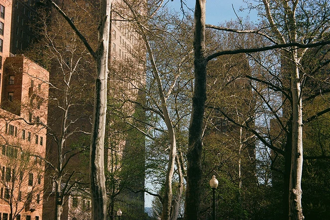 Bare trees in front of brick buildings.