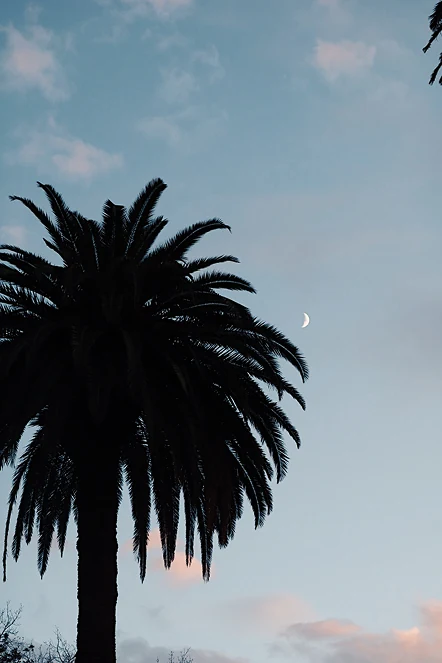 A palm tree silhouetted against a crescent moon.