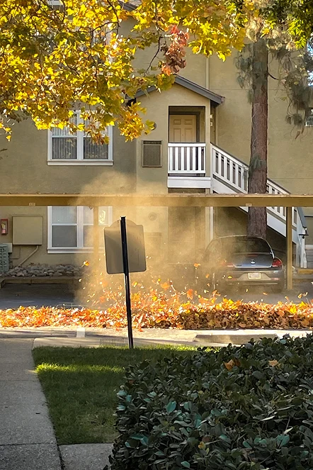 Fallen leaves blowing across a sunlit street.
